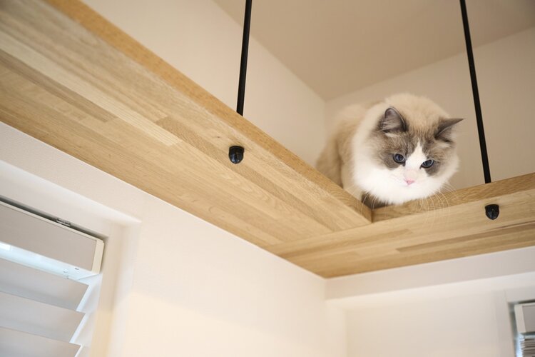 掲載中の写真にはモデルの猫を使用しており、実際の室内にはおりません。